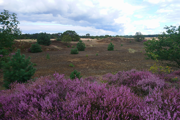 Kootwijkerzand