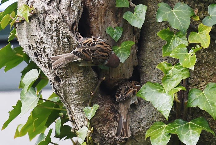 Ringmus bij nest