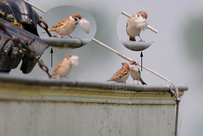 Ringmus balts twee mannetjes