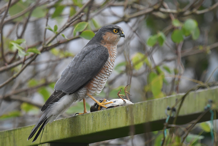 Adult mannetje Sperwer