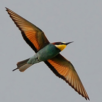 Ijsvogels, Hoppen en Bijeneters
