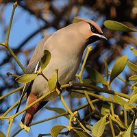 Pestvogels