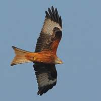Roofvogels