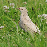 Spreeuwen en Musschen