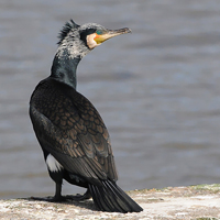 Stormvogels, Genten en Aalscholvers